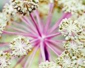 Flower photography - botanical art photo mauve pink flower garden nature absract plant decor nature photography print  8x8 - Every Which Way