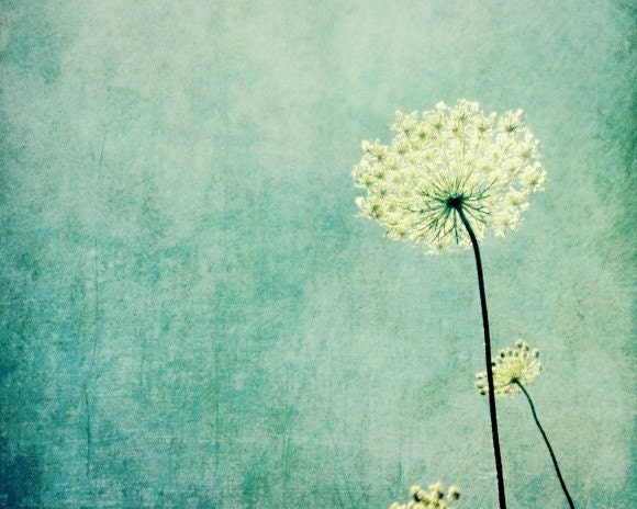 Queen Anne's Lace photography - pastel blue wildflower photograph - botanical art print  - white flower minimal wall art 8x10 print