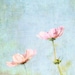 Fine Art Photography - pastel pink baby blue flower photograph nursery room decor wall art print 8x8 - Cosmos