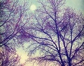 moon trees woodland plum lavender mint green yellow bare branches  8x8 art print  - Moon Glow