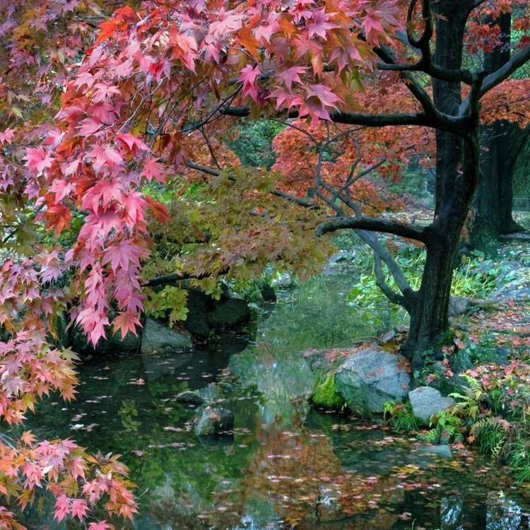 tree woodland leaves mystical creek stream water  8x8 - Where Fairies Live