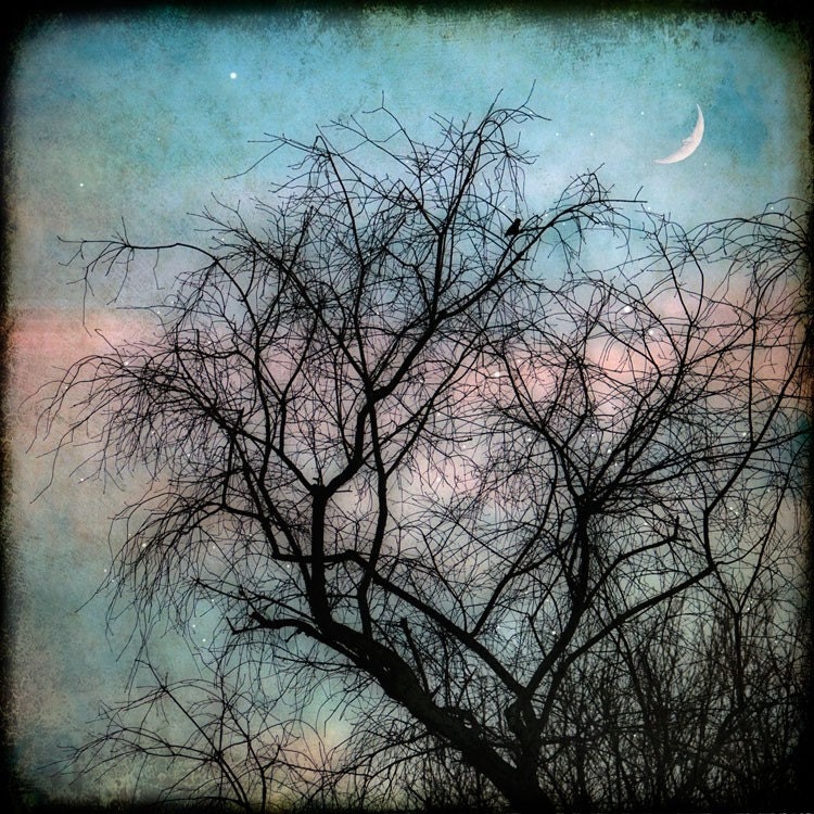 Bird in tree moon print - 8x8 - Fine Art Photograph - The Man in the Moon