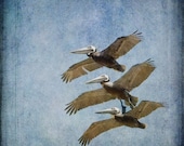 Bird Photograph, pelicans in flight, summer blue sky 8x8 print - Three