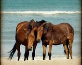 horses wild beach ocean water teal vacation summer art decor print 8x8 -   Mare & Colt