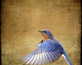 bird in flight bluebird blue wings woodland wildlife 5x5 - Bluebird on the Wing