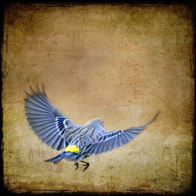Bird flying warbler yellow rumped butterbutt - print "Off I Go" 5x5 - fine art photograph