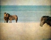 Horse Photograph - wild horses on beach, ocean sand summer nature animal, 12x12 - Wild Ones - SherriConley