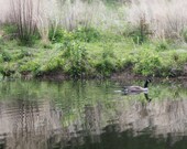 Canada goose lake photograph reflections water grasses green 8x12 - Gliding