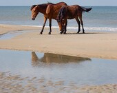 wild horses photograph, ocean beach obx sand summer art print  8x10 - Better Together