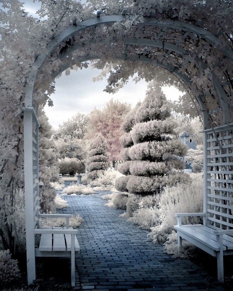 Rose Arbor Photograph, trees benches surreal romantic dreamy blue pink infrared 8x10 print - View from the Rose Arbor