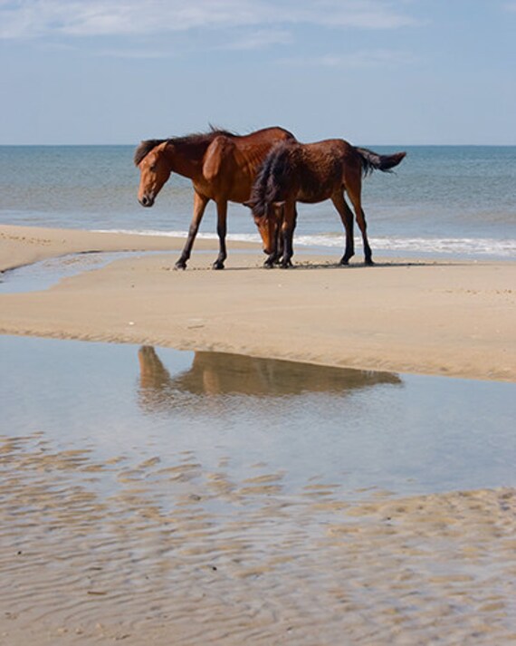 wild horses photograph, ocean beach obx sand summer art print  8x10 - Better Together