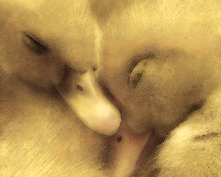 sleepyheads - 8x10 - fine art print