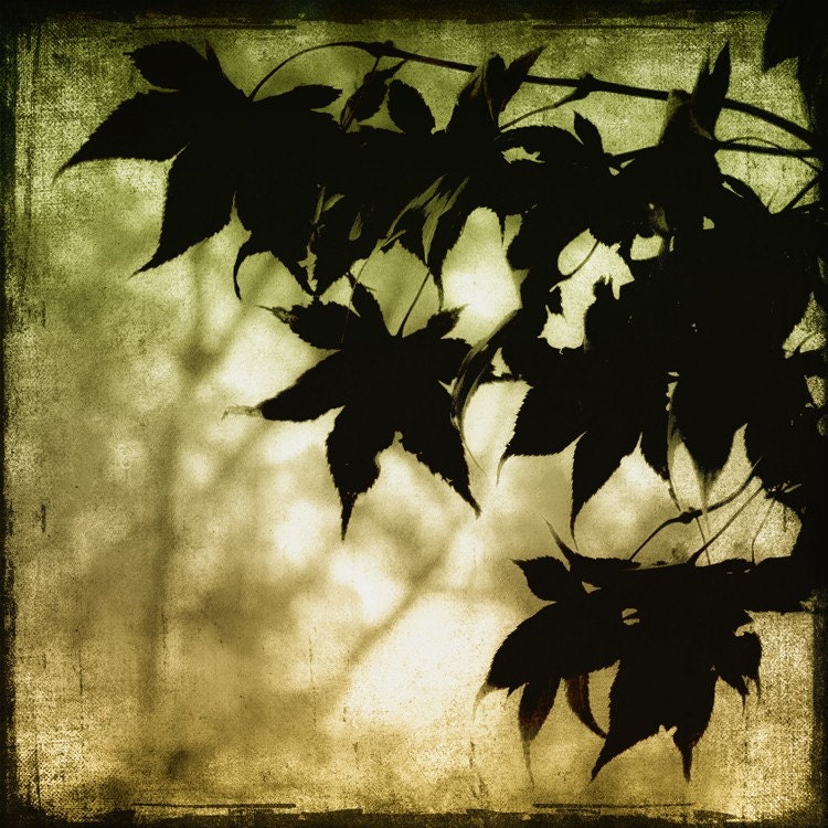 Leaves photograph, maple tree, black shadows silhouette harvest gold peridot green  8x8 - Mystify