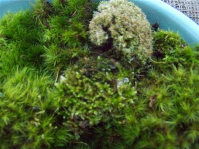 LARGE Box Green Variety Fresh Forest Live Moss North Carolina Nature Fairy Miniature Bonasi Landscape Terrarium Sampler