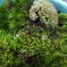 LARGE Box Green Variety Fresh Forest Live Moss North Carolina Nature Fairy Miniature Bonasi Landscape Terrarium Sampler