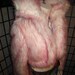 Pink-tipped, faux fur, cropped white coat with stand-up collar option