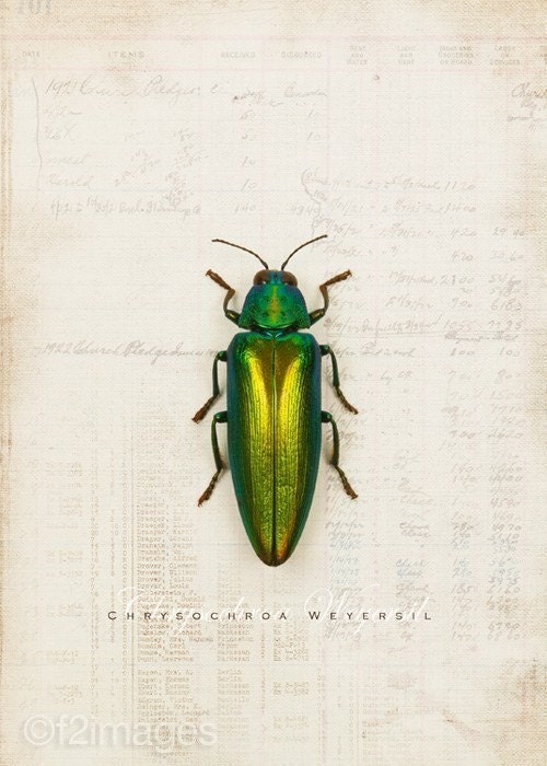 5x7 Emerald Beetle
