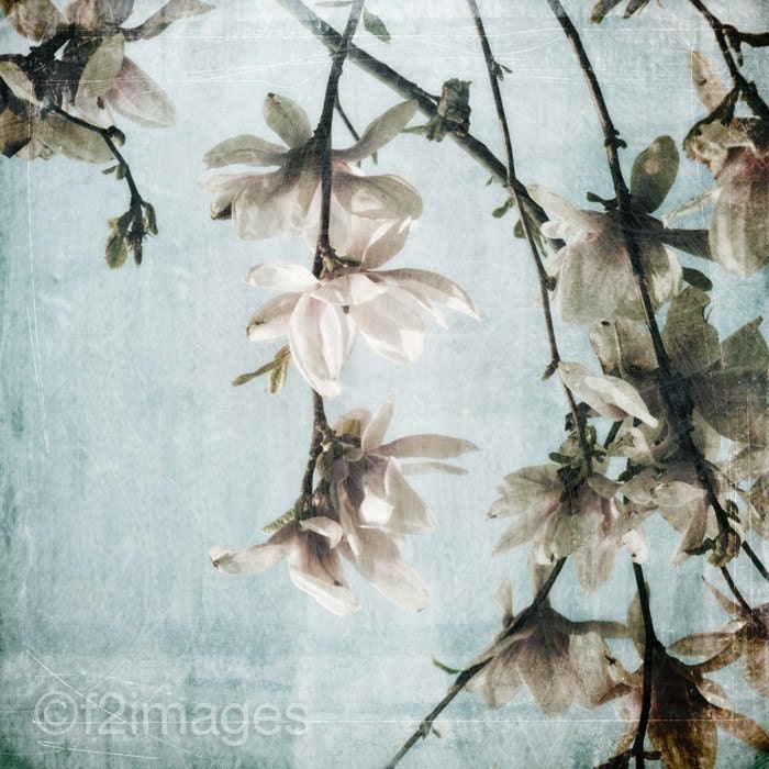 8x8 Magnolia