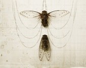 4x6 Cicada Pair