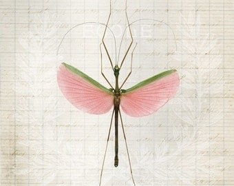 8x12 Pink Walking Stick