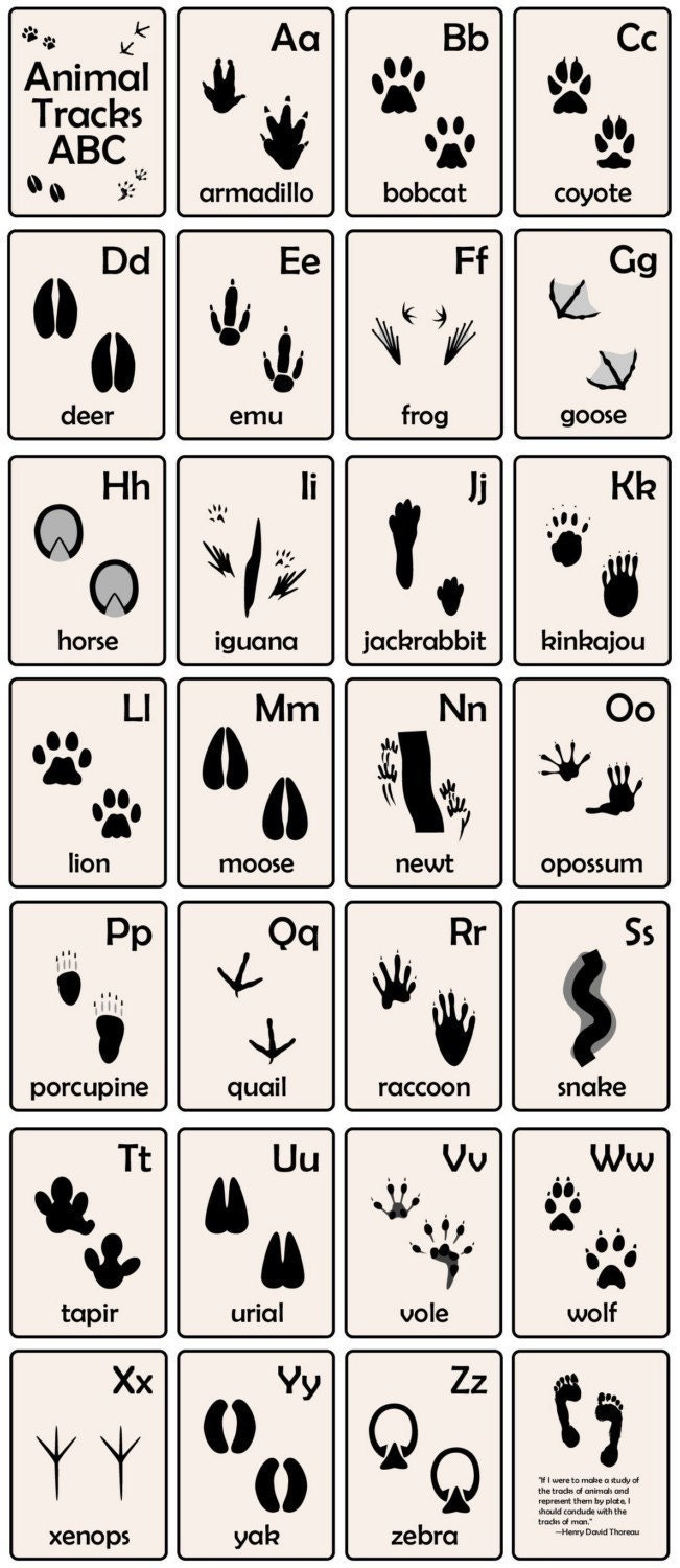 Animal Tracks ABC Flash cards