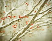 Hawthorne. frosty winter nature photo. red berries. tree silver snow snowy holiday photograph woodland rustic home decor - joystclaire