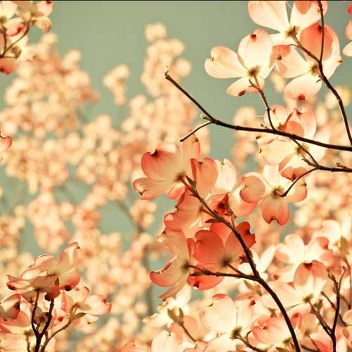 Pink spring flower photography . wall decor for gardener . french country art . nursery decor . feminine wall art . 12x12