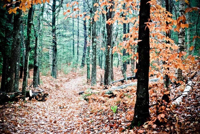 Enchanted Woodland Dream. whimsical nature photography . cabin wall art . 8x10 Photo Print . Woodsy home decor . ready to frame