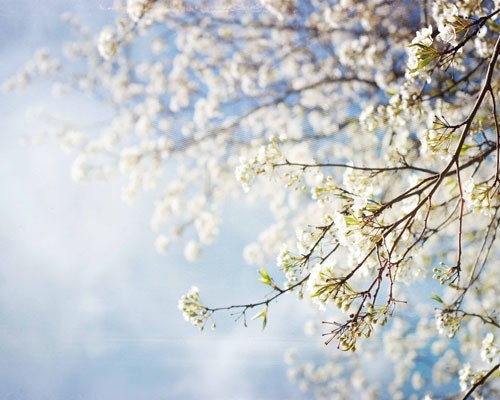 Spring .White dreamy flower photography .  nature photography . gift for gardener . for her . nursery art . Apple Blossom White