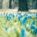Indigo blue spring flowers .baby nursery art . woodland garden photography . rustic home decor . Blanket of Blue