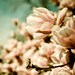 Joyful Lightroom Presets for JPEG files . adobe lightroom presets . tools for photographers . photo editing . 26 presets . photography tools