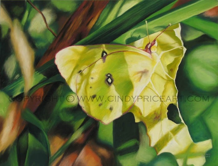 Mistaken Identity - Print of original pastel painting drawing Butterfly moth wildlife art by Cindy Price