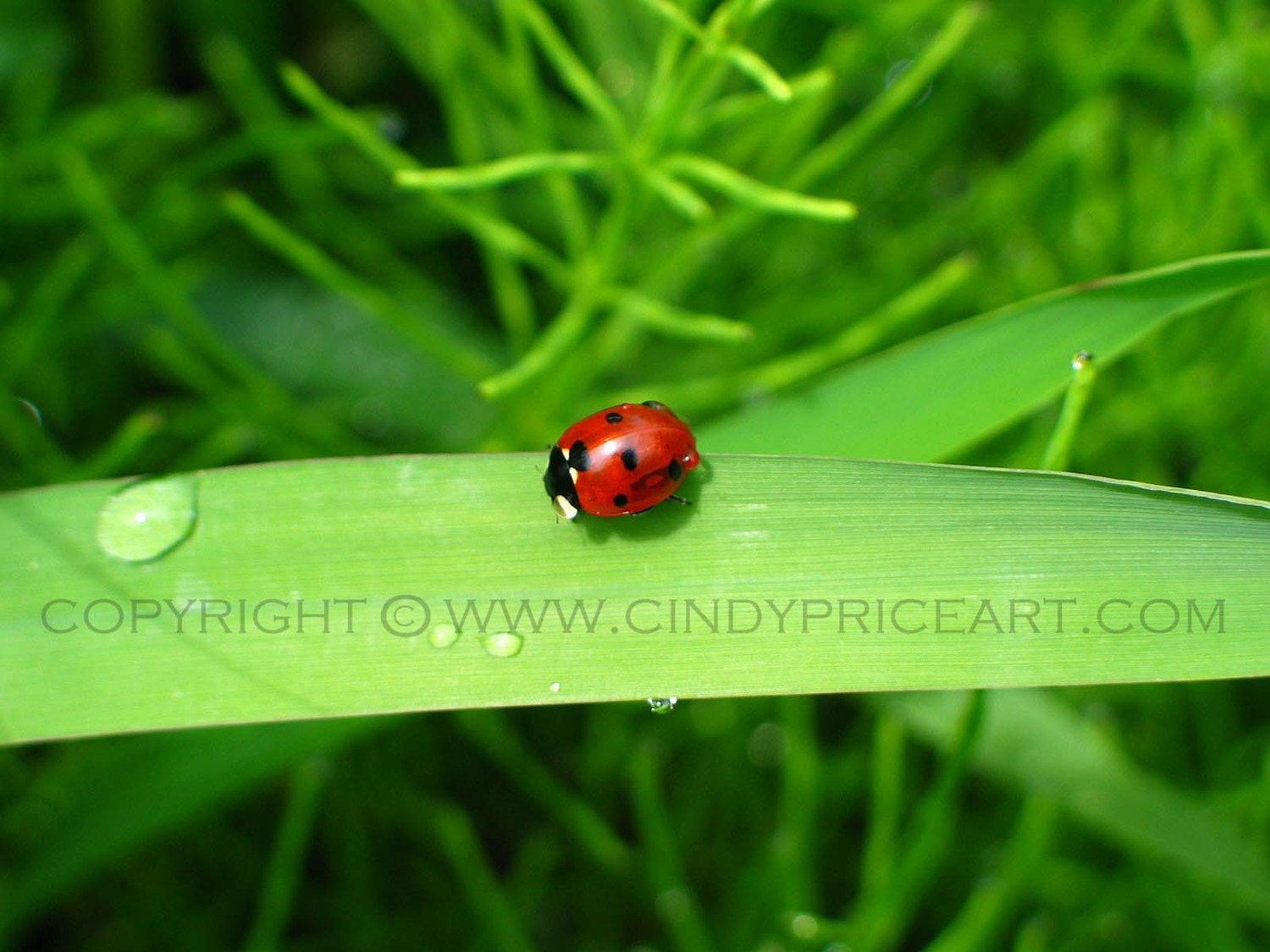 Little Ladybug - Nature photography by Cindy McMurray