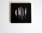 Feathers, a 6 x 6 photo block