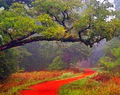 Painted Photograph, 7x5 fine art giclee print, Title: Follow the red brick road
