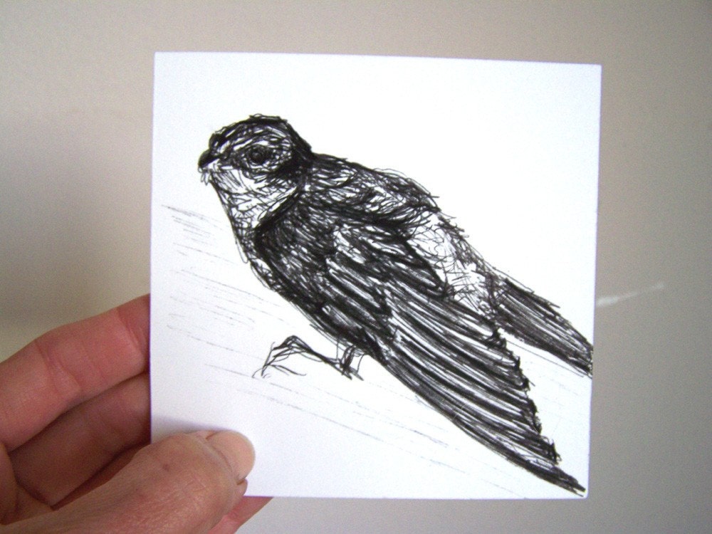 swift - original drawing - bird art