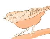bird study16 in orange or lilac - 4X6 art print