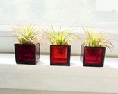 Air plant holder terrarium  - Three stained glass cubes - Red Ombre with Tillandsia Air Plant