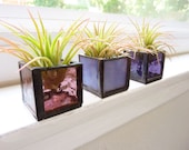 Air plant holder - Three stained glass cubes - Purple Ombre with Tillandsia Air Plant