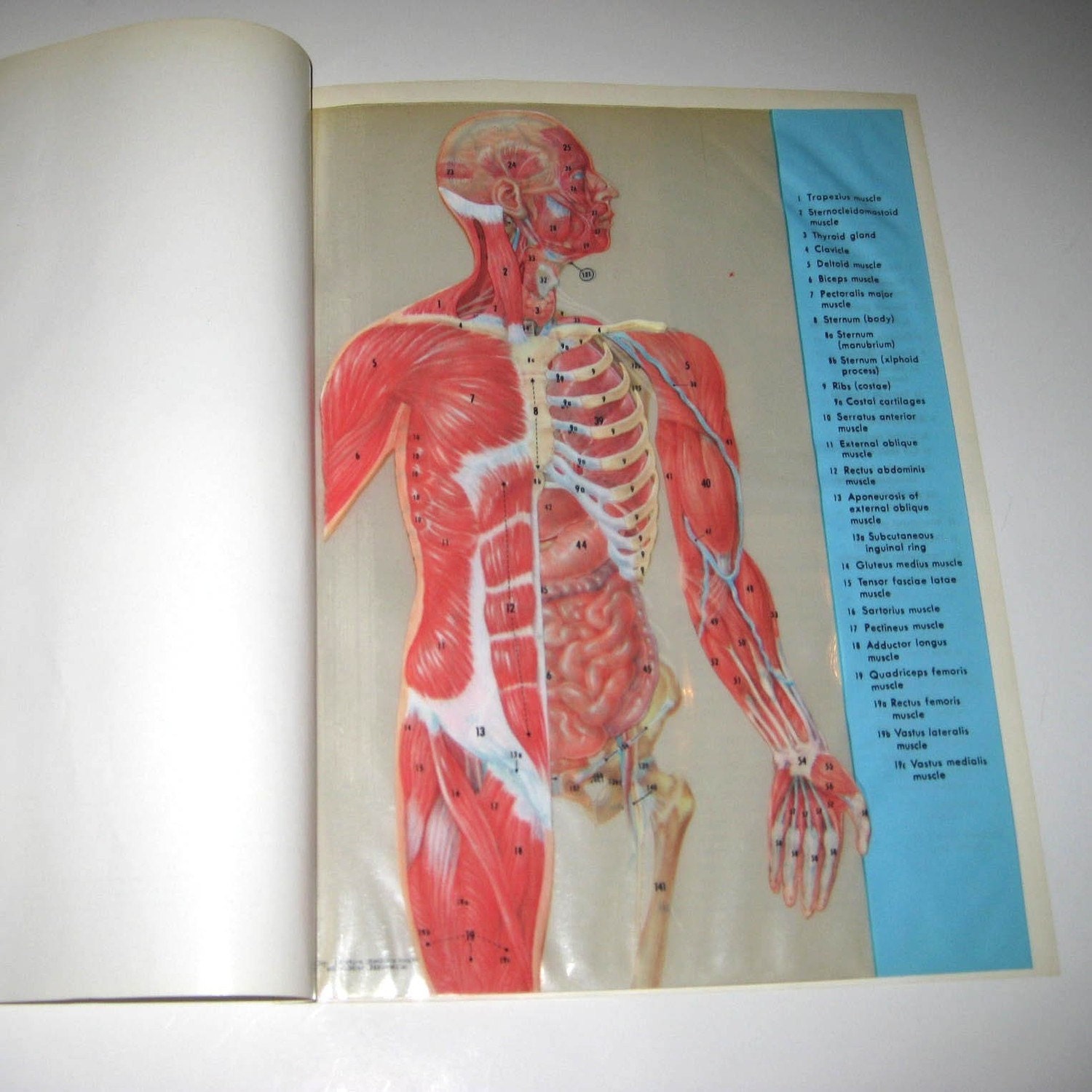 Vintage Illustrated Transparency Book Pages of Anatomy or Human Body