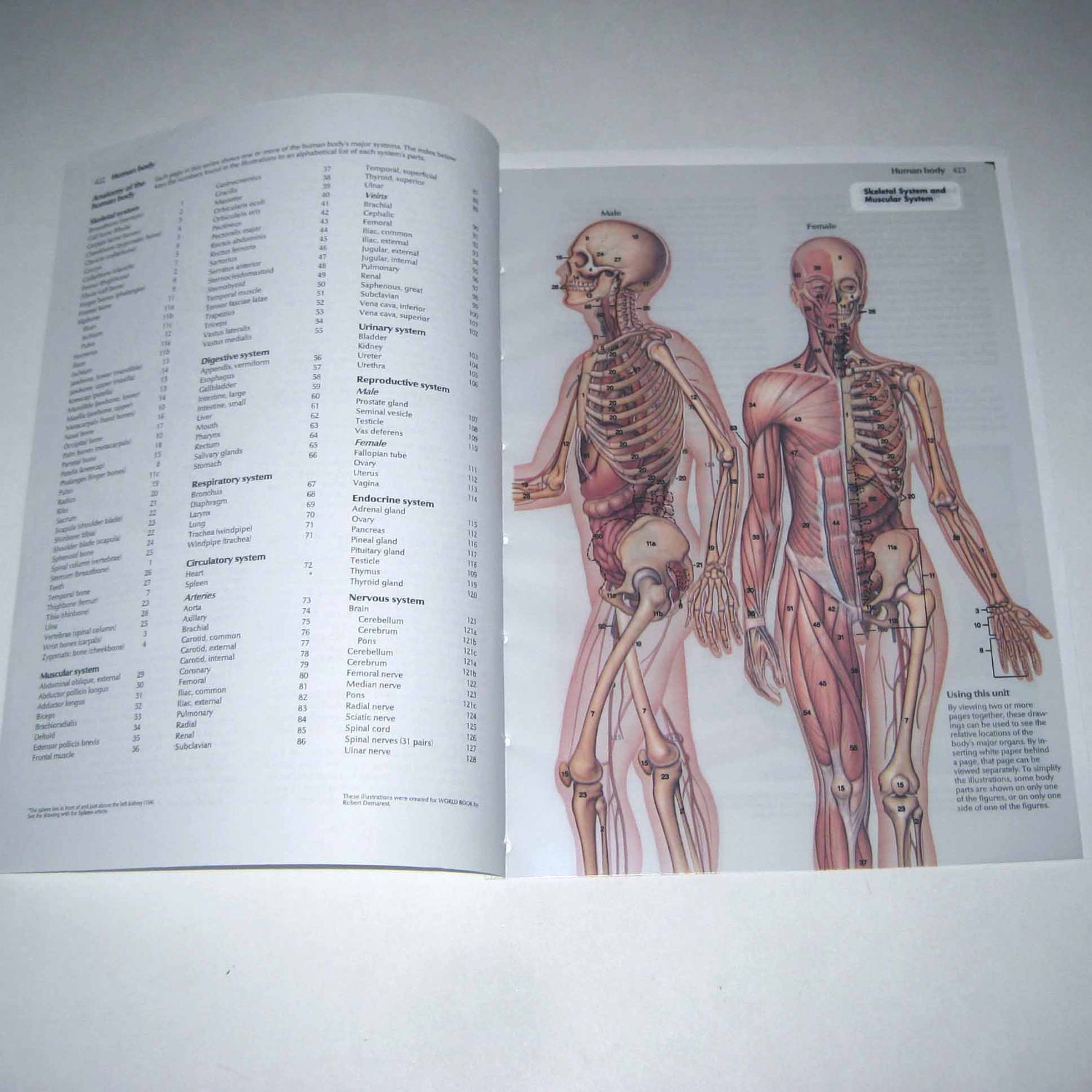 Anatomy of the Human Body Vintage Illustrated Transparency Book Pages Showing Internal Structures