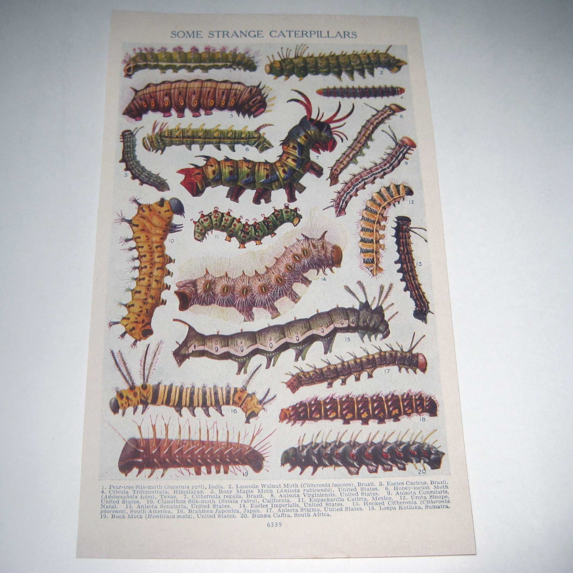 Fabulous Vintage Color Plate of Strange Caterpillars