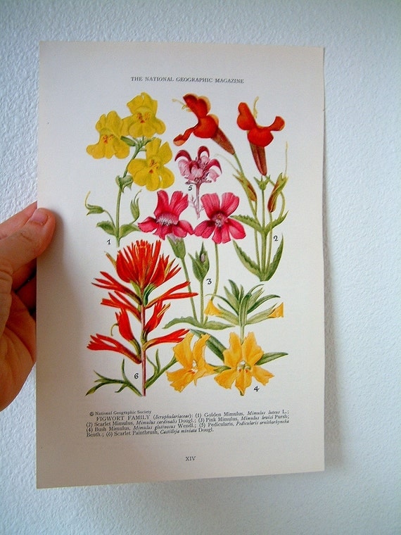 Vintage Wild Flower Print Book Plate