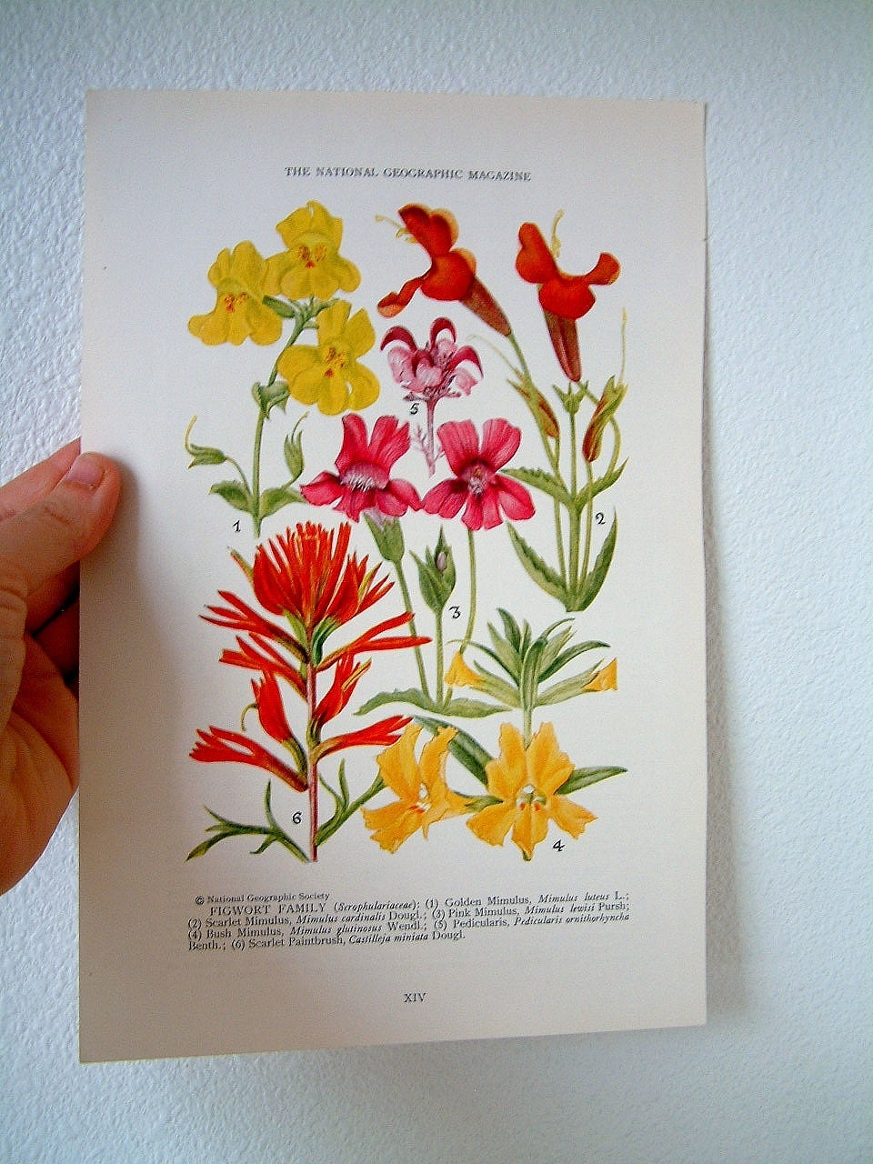 Vintage Wild Flower Print Book Plate