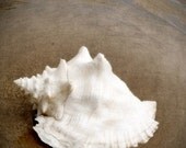 I can hear the Sea - 5x5 Fine art photo- seashell