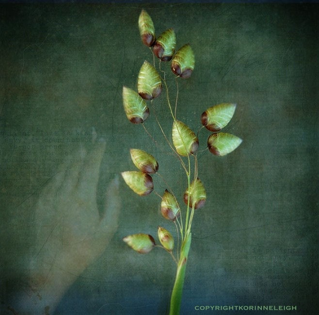 Rattle Snake Grass  - 5x5  original fine art photo