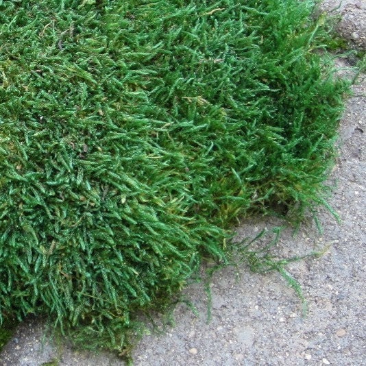 Preserved Green Moss for Terrariums, Miniature Gardens and Centerpiece Floral Arrangements