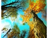 Stepping out, 4x4, Original Signed, Fine Art photograph, turquoise wall decor, fall decor, autumn trees, Nature decor