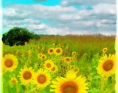 Clouds today, 5x7, Original, Signed, Fine Art photograph, Sunflowers, summer decor, home decor, clouds, blue sky, nature