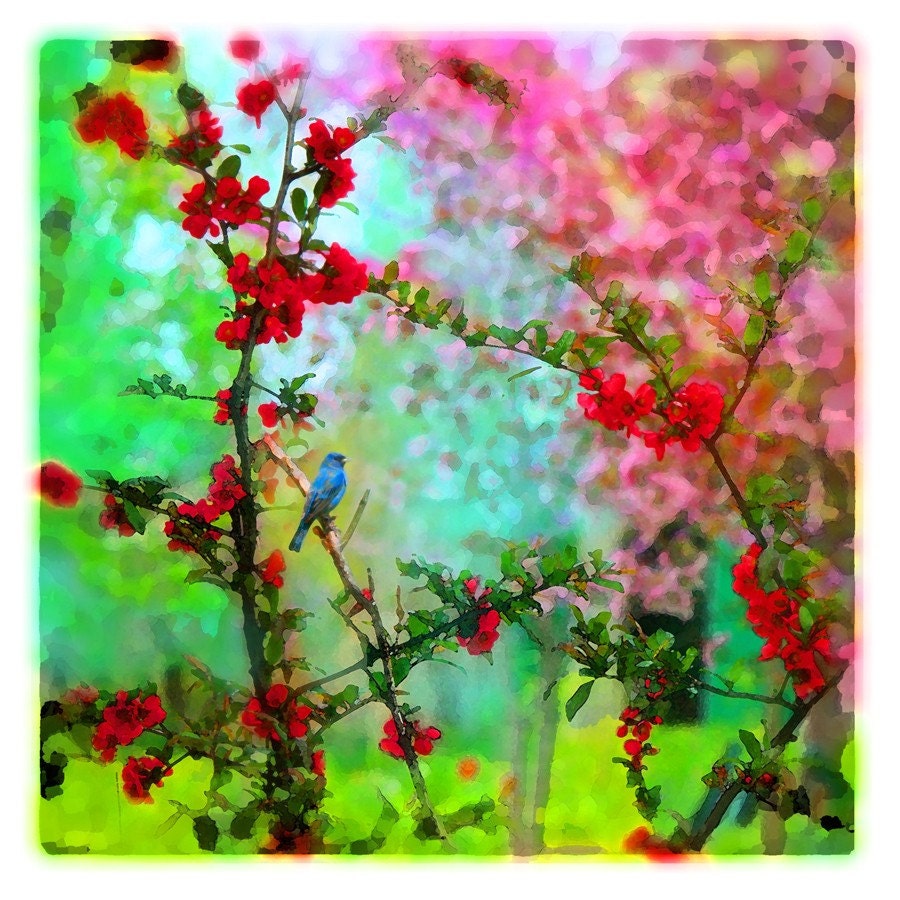 Indigo ,8x8, Original, Signed, Fine art photography, Indigo bunting in spring, nature decor, birds, spring decor, teal decor